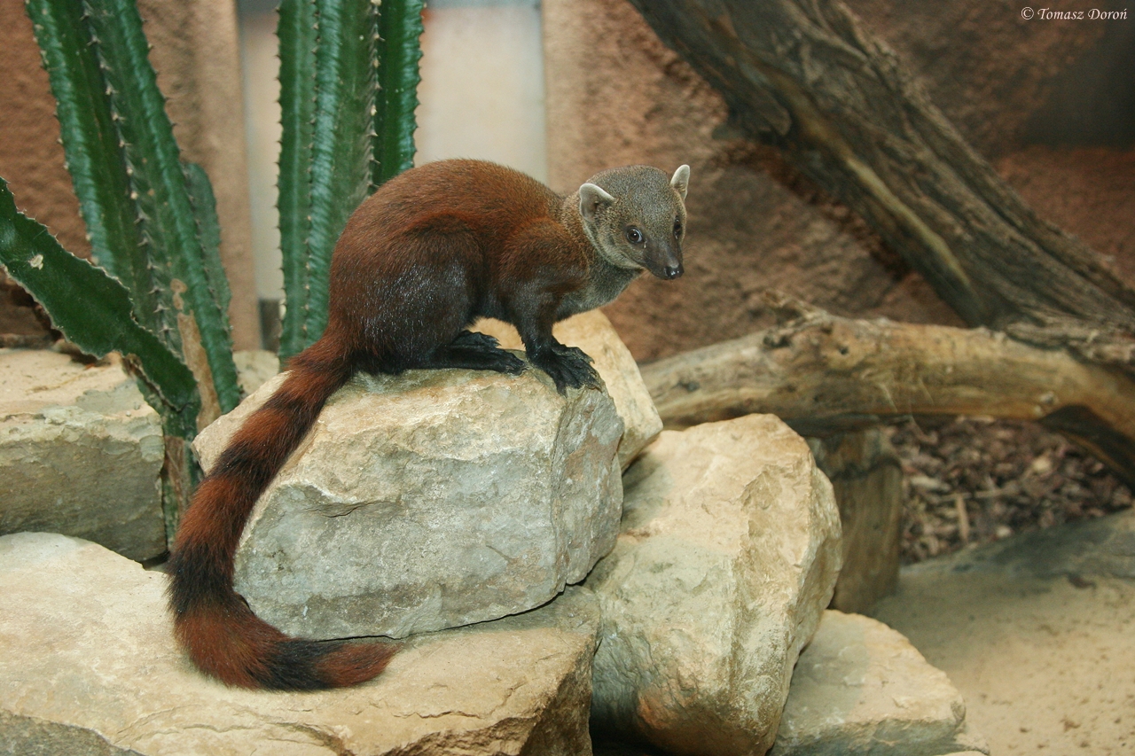 Madagascar Ring-tailed Mongoose (Galidia e. elegans)