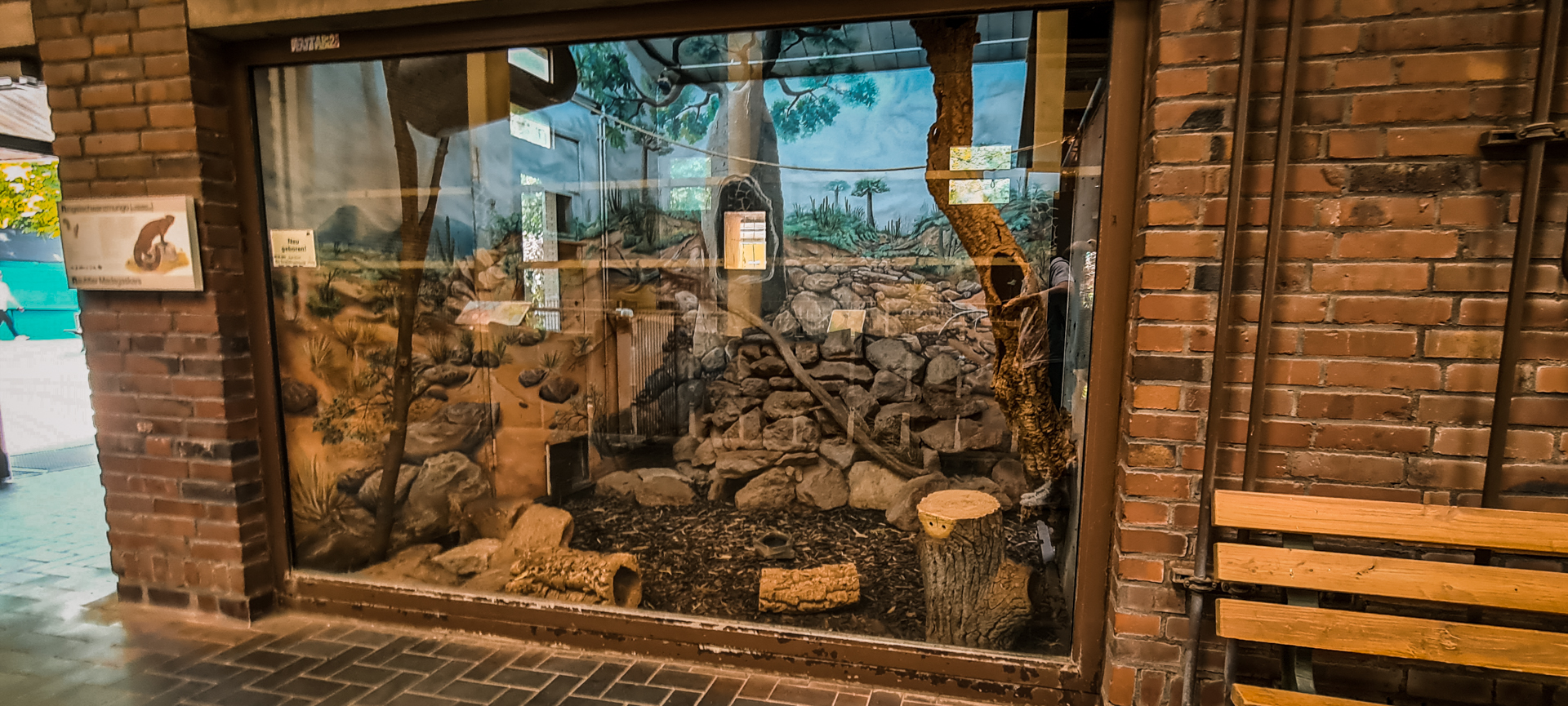 Madagascar ring-tailed mongoose inside the griraffe house