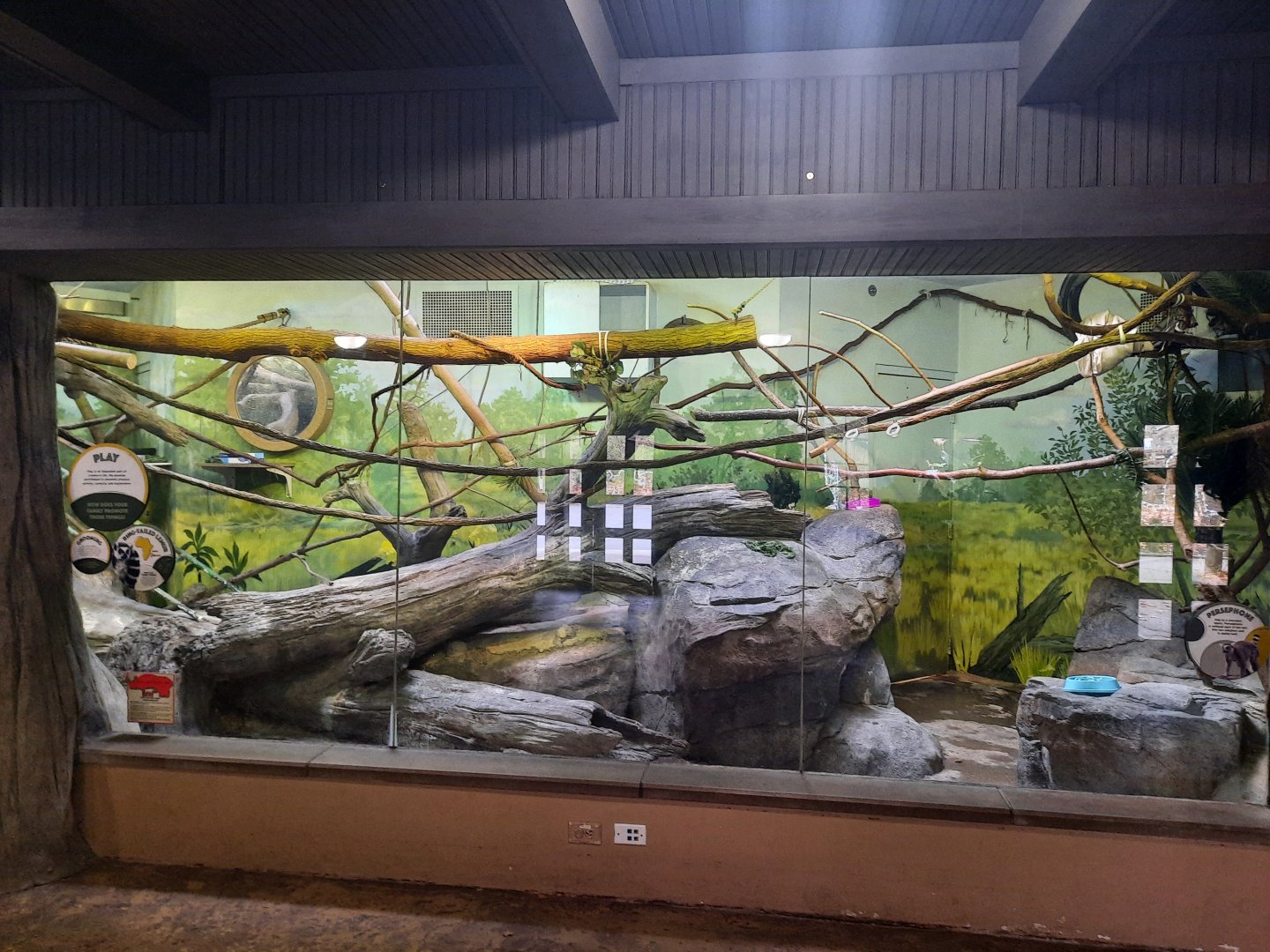 Madagascar - Ring Tailed/Mongoose Lemur