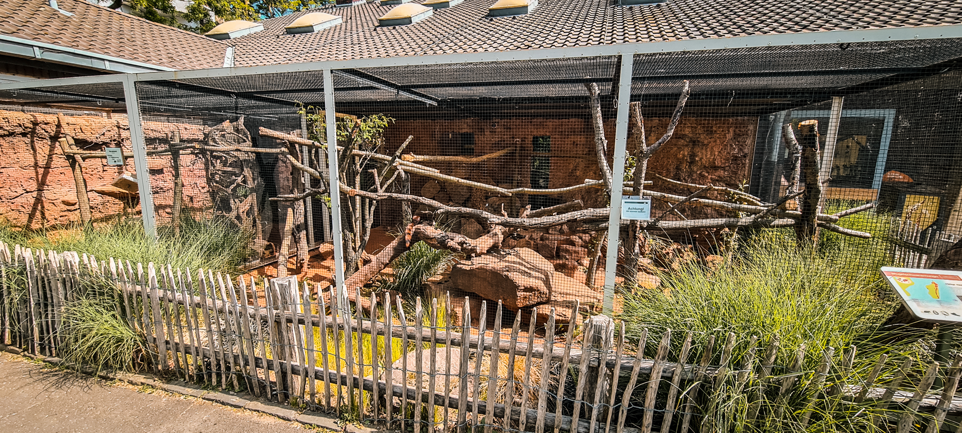 Madagascar ring-tailed mongoose outdoors