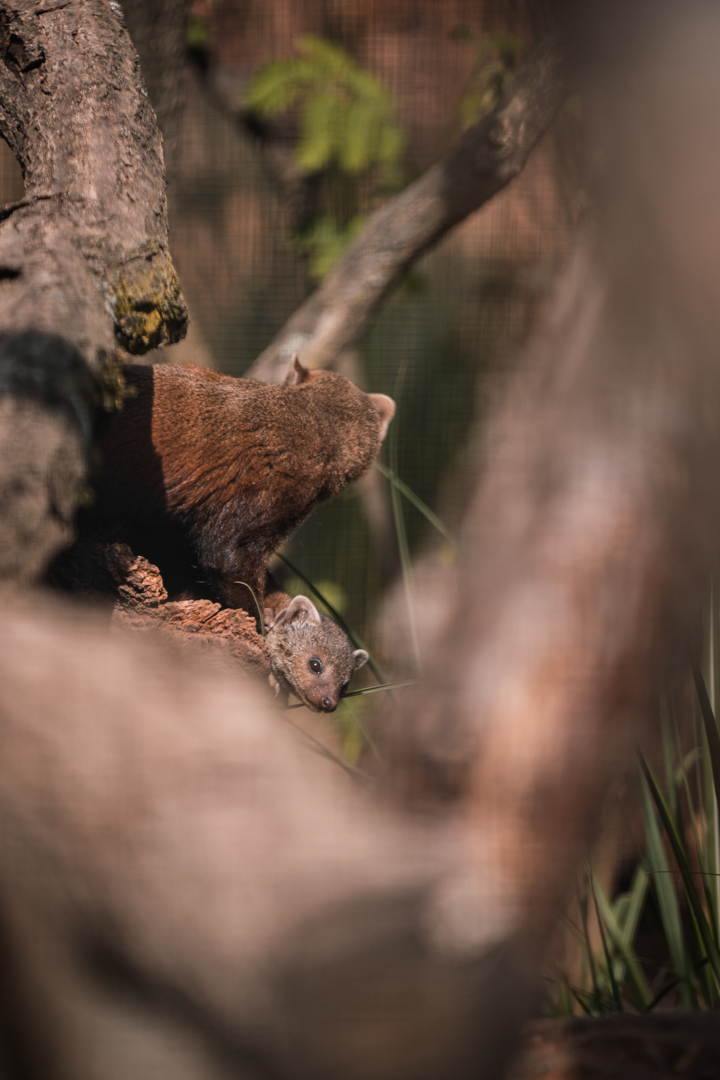 Madagascar ring-tailed mongoose with young