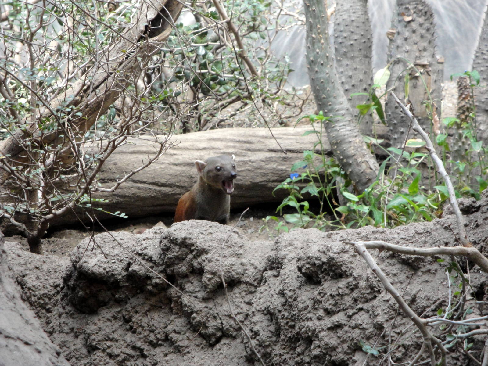 Madagascar - Ring-tailed Mongoose