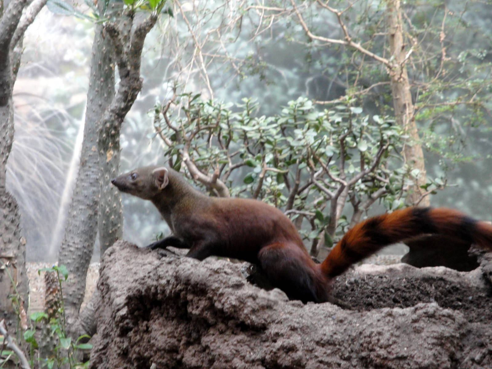 Madagascar - Ring-tailed Mongoose