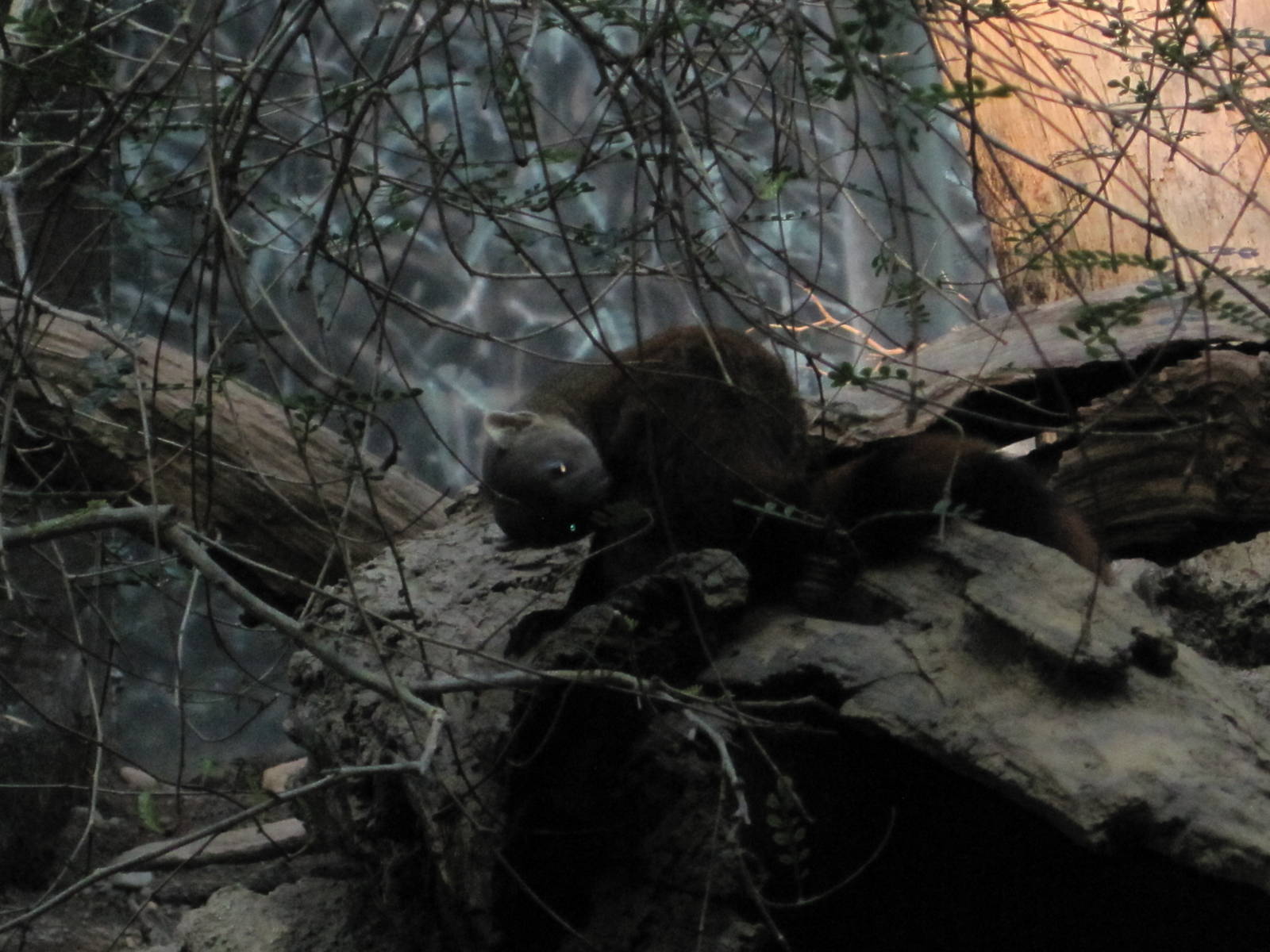 Madagascar!- Ring-Tailed Mongoose