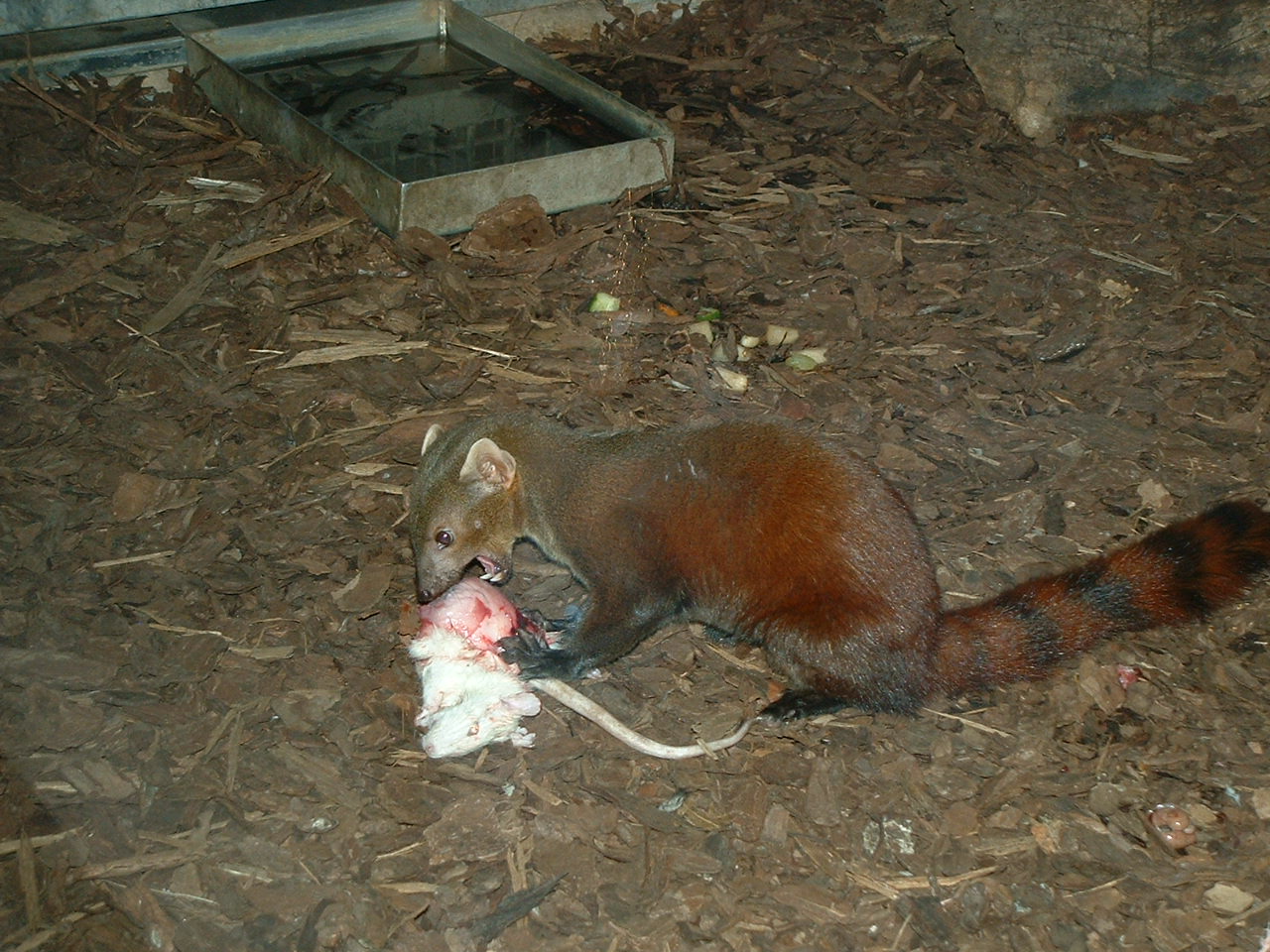 Madagascar Ring-tailed Mongoose