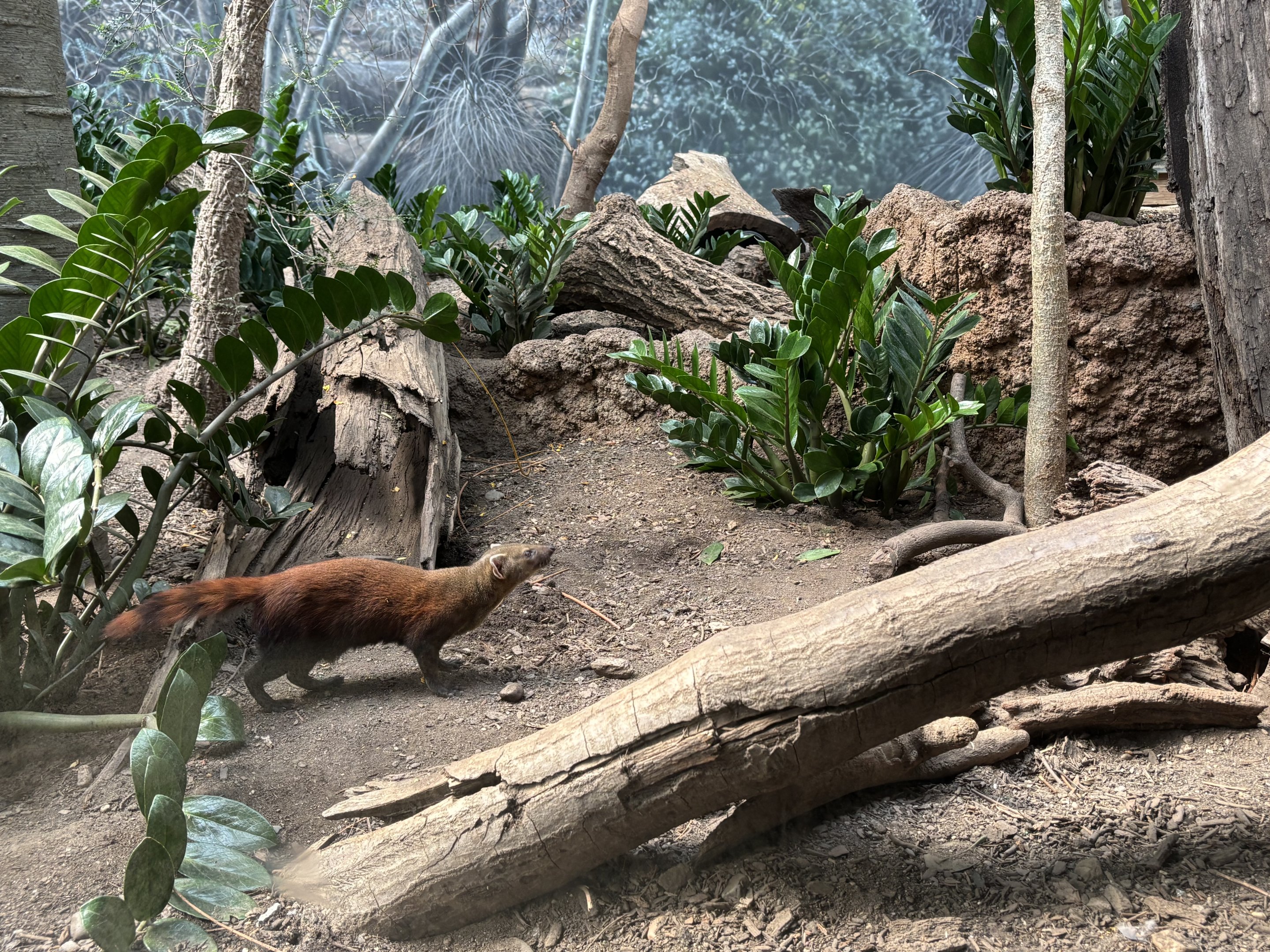 Madagascar! - Ring-tailed Mongoose