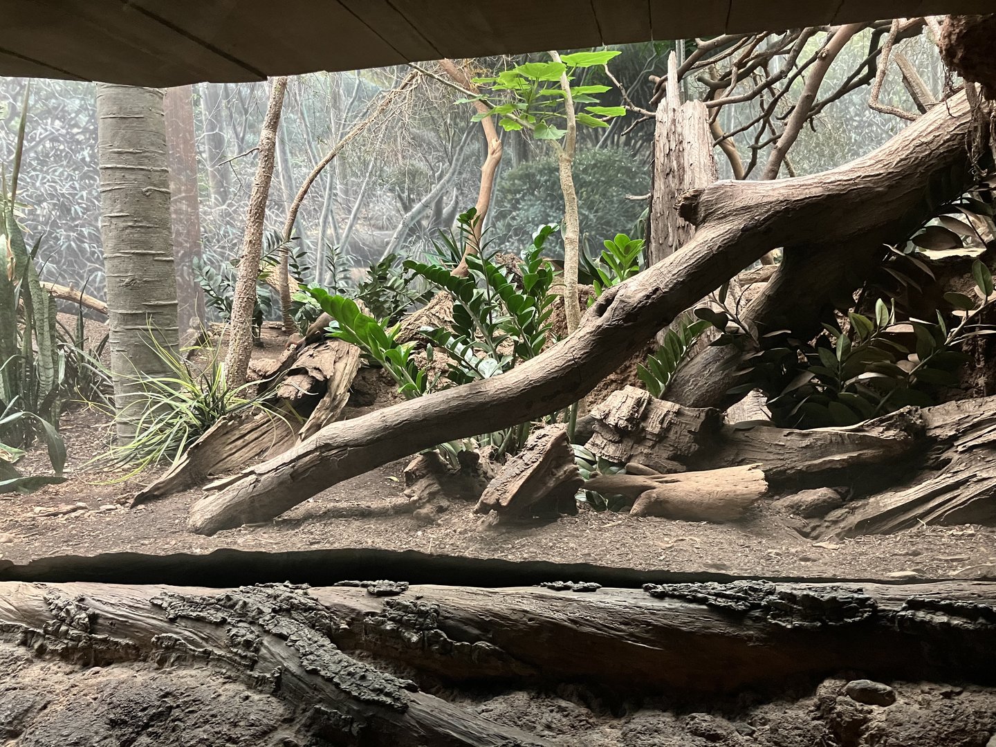 Madagascar - Ring-Tailed Vontsira Exhibit