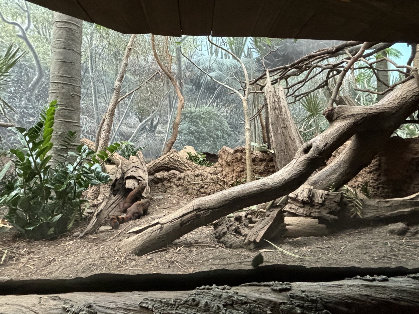 Madagascar!- Ring-tailed Vontsira Exhibit
