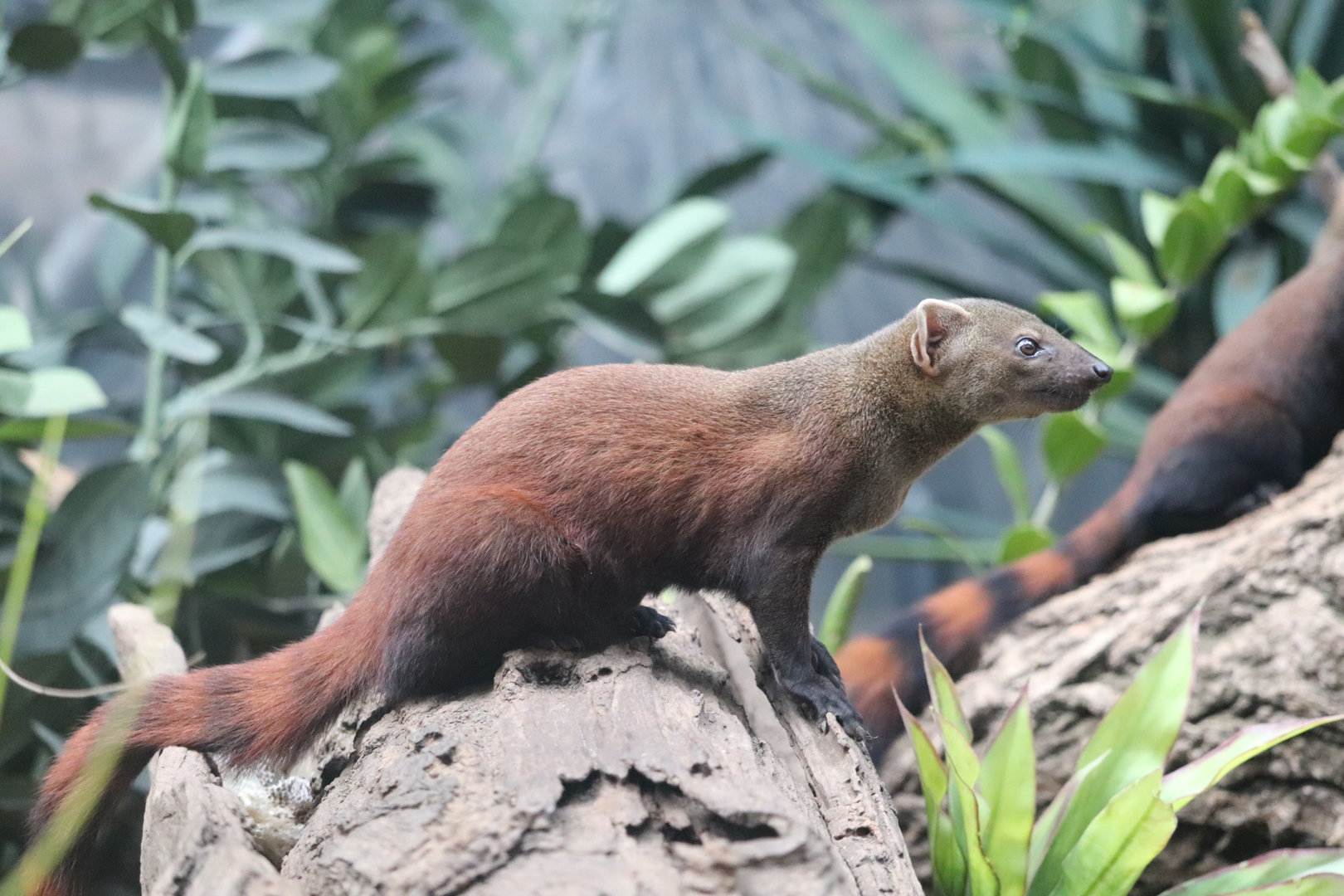 Madagascar! - Ring-Tailed Vontsira