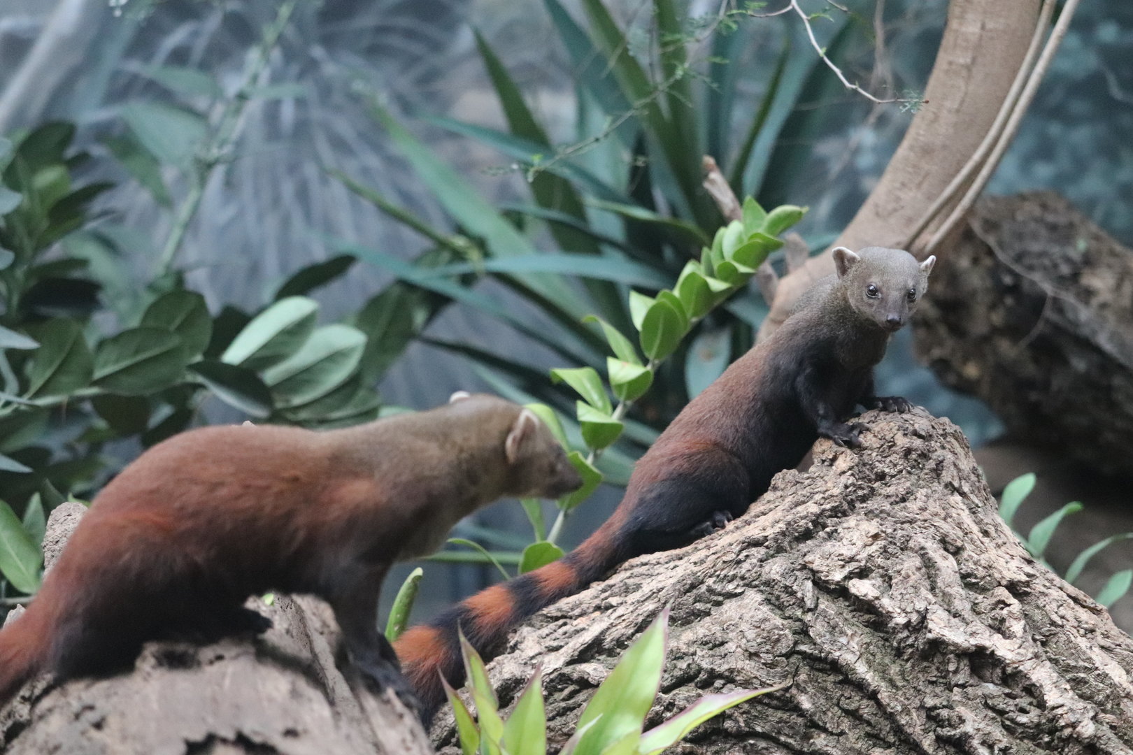 Madagascar! - Ring-Tailed Vontsira