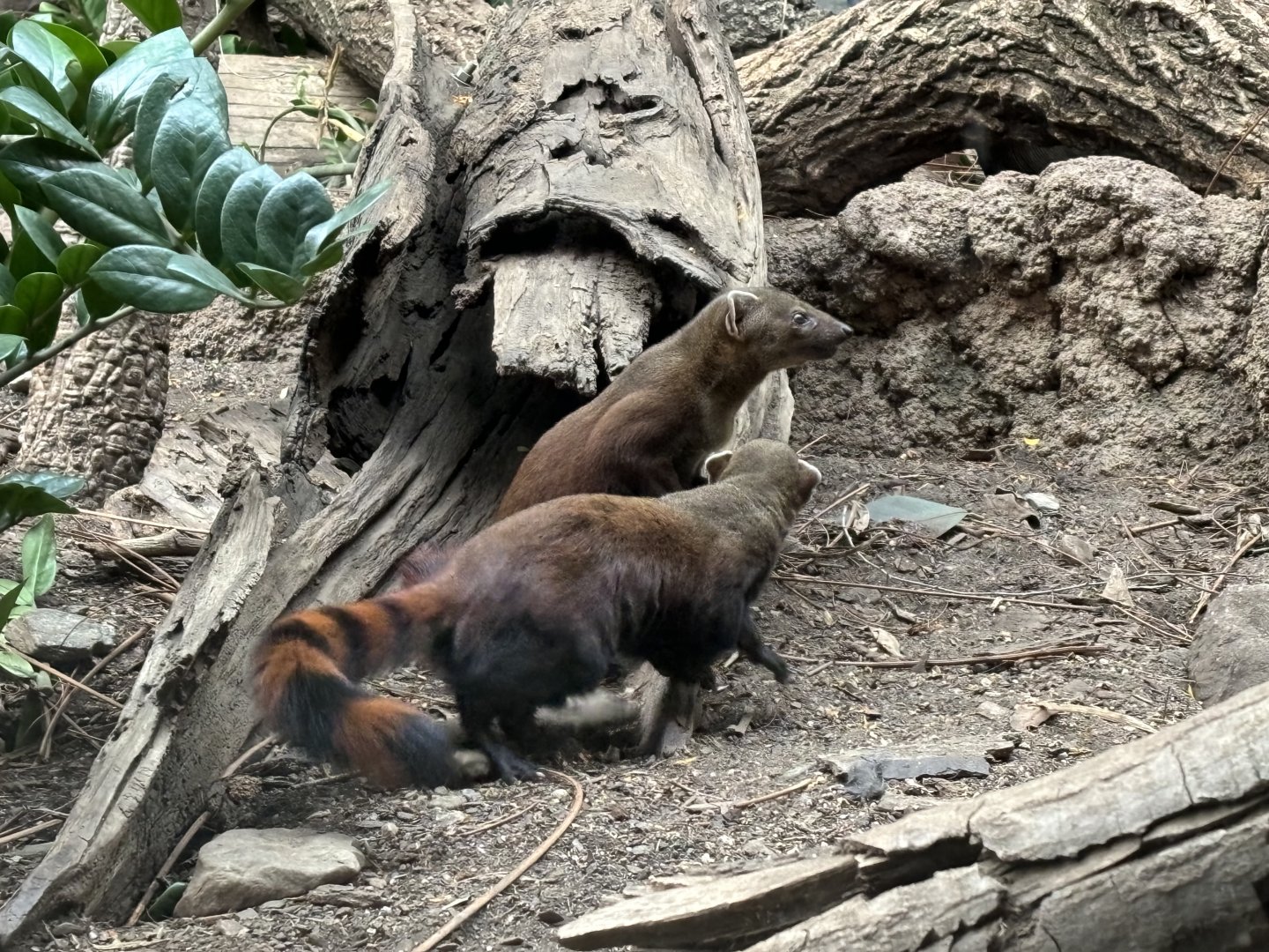 Madagascar!- Ring-tailed Vontsira