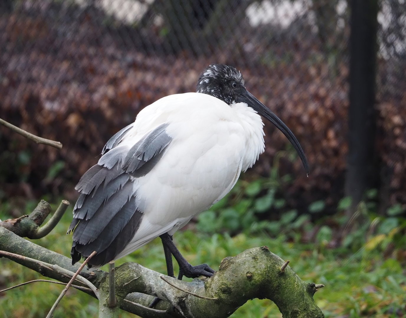 Madagascar sacred Ibis (Threskiornis bernieri), 2024-01-01