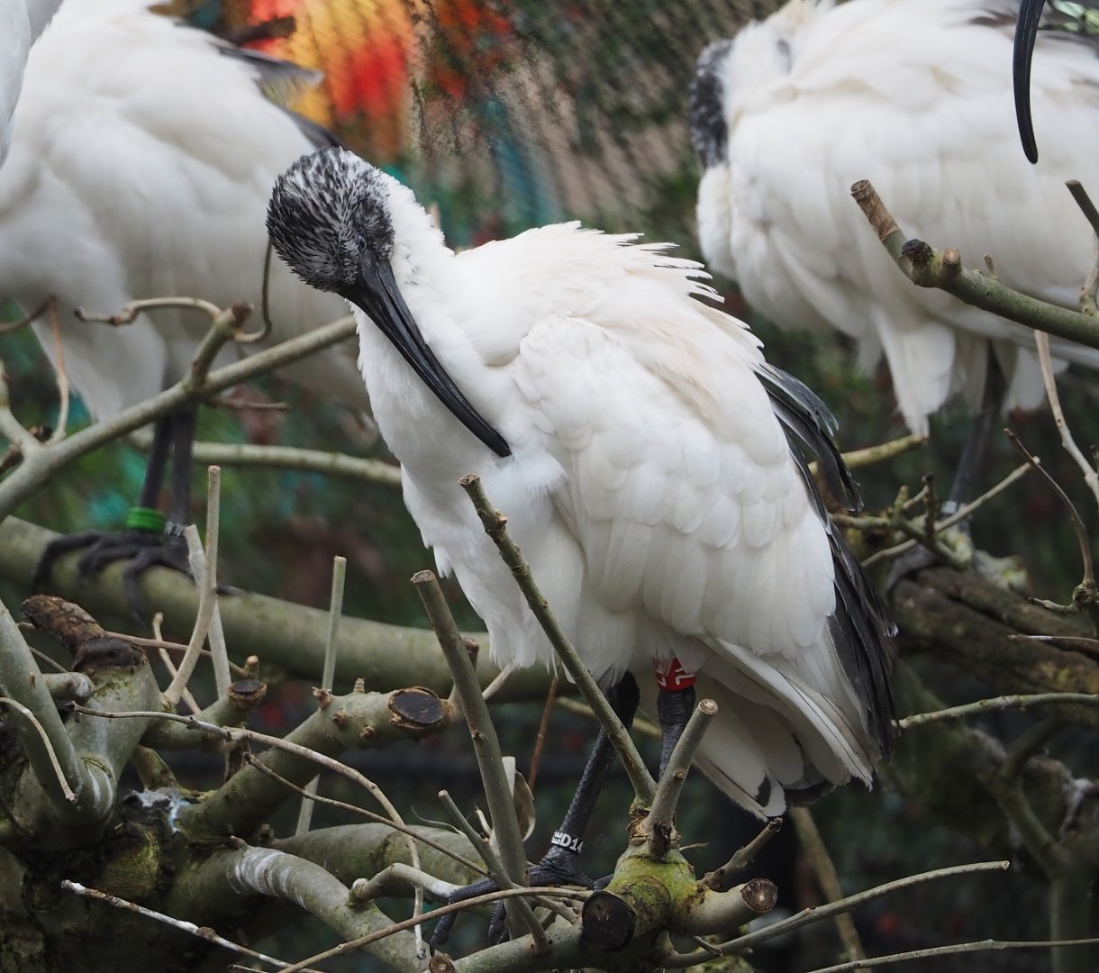 Madagascar sacred Ibis (Threskiornis bernieri), 2024-01-01