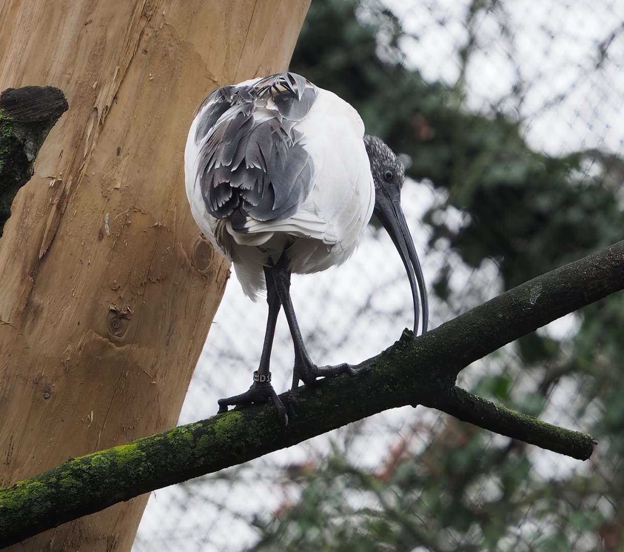 Madagascar sacred Ibis (Threskiornis bernieri), 2024-01-01