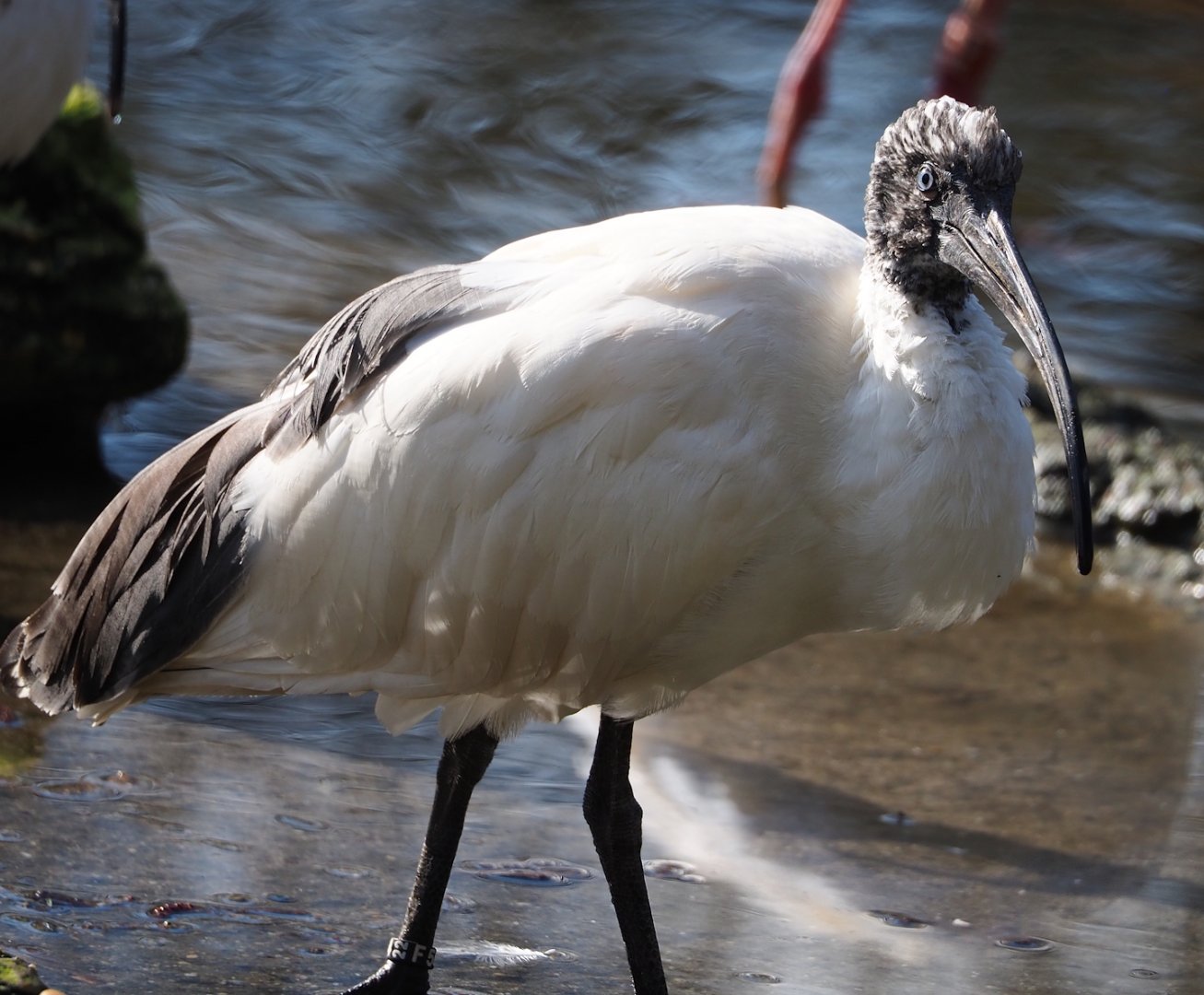 Madagascar sacred Ibis (Threskiornis bernieri), 2024-03-04