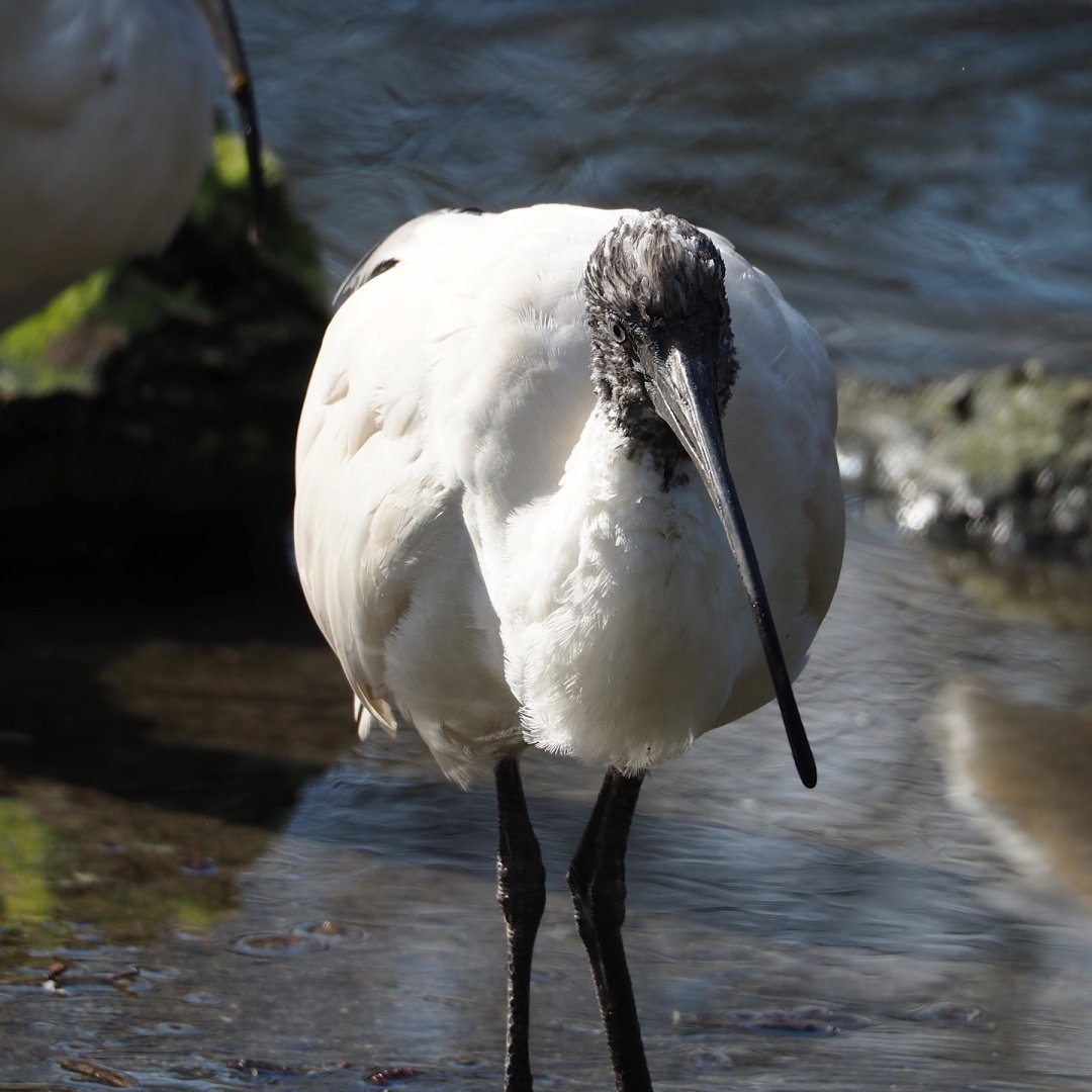 Madagascar sacred Ibis (Threskiornis bernieri), 2024-03-04