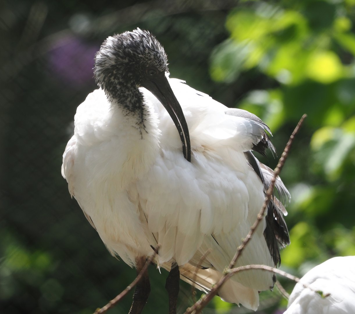 Madagascar sacred Ibis (Threskiornis bernieri), 2024-05-21
