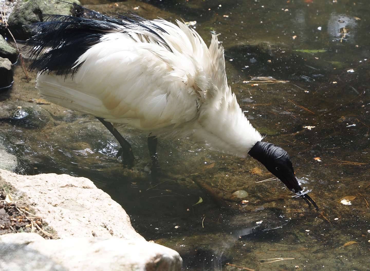 Madagascar sacred Ibis (Threskiornis bernieri), 2024-05-21