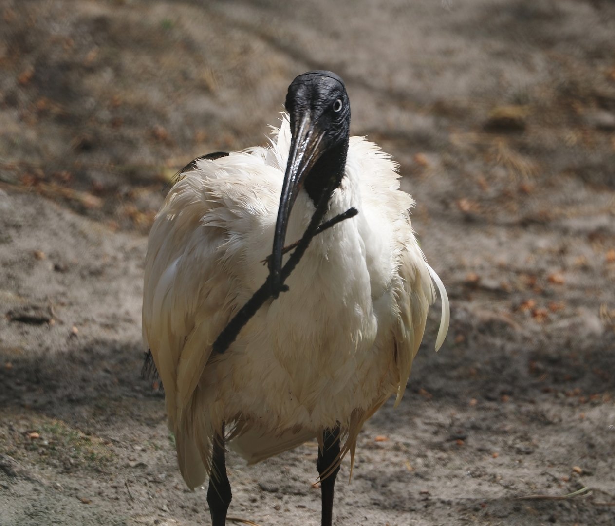 Madagascar sacred Ibis (Threskiornis bernieri), 2024-05-21