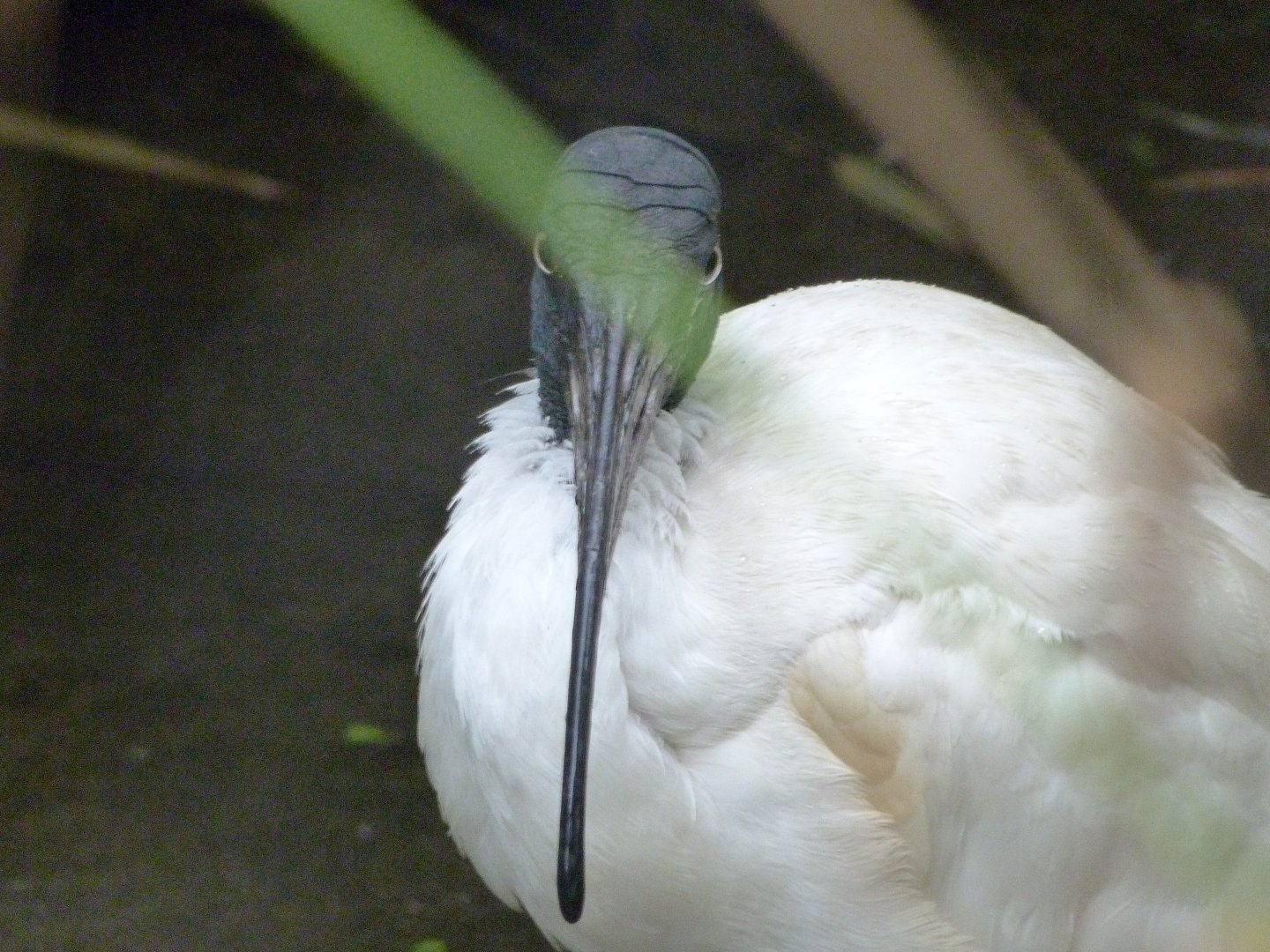 Madagascar sacred ibis -Tierpark Berlin (2024)