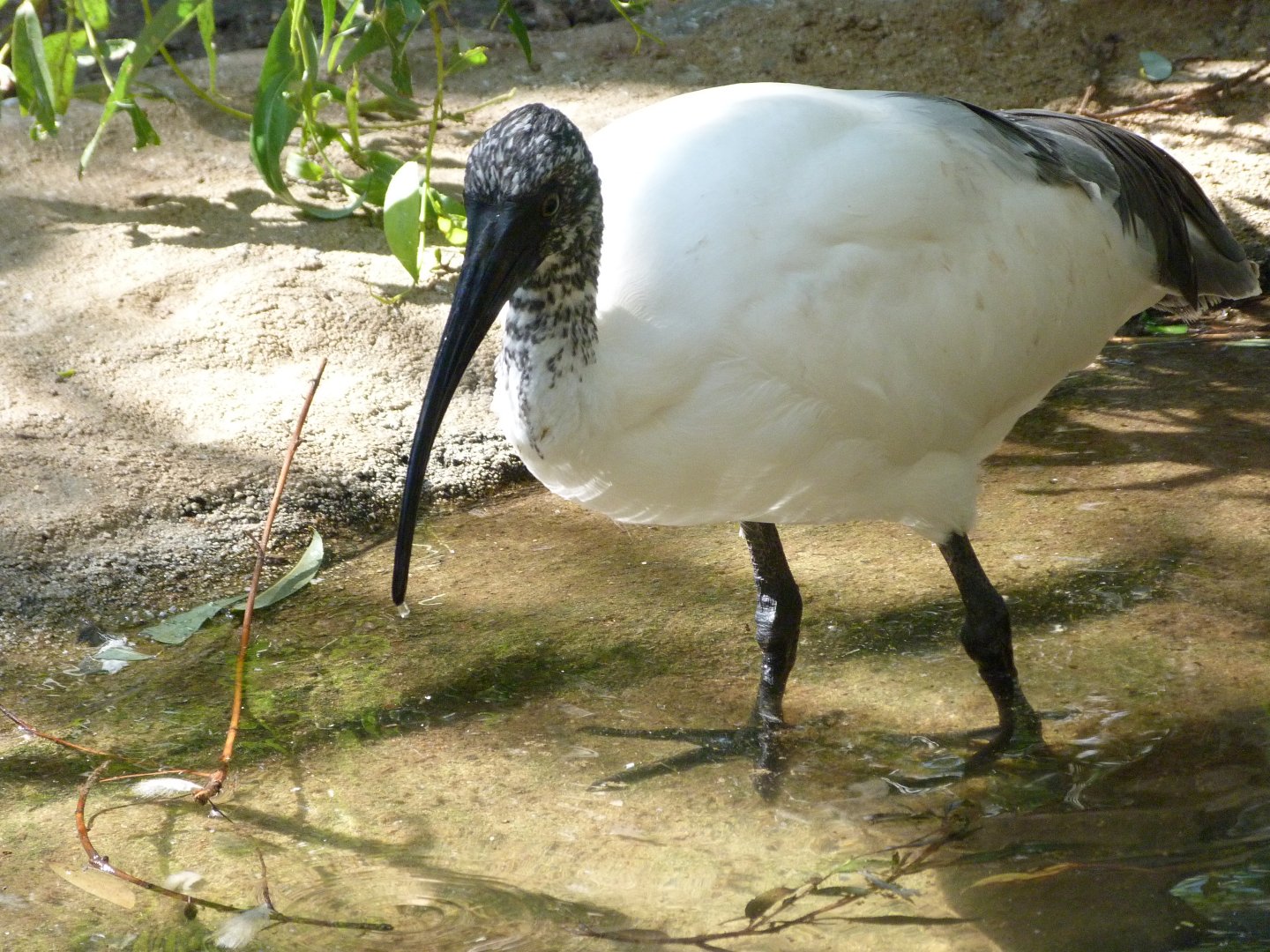 Madagascar sacred ibis -Zoo Praha (2025)