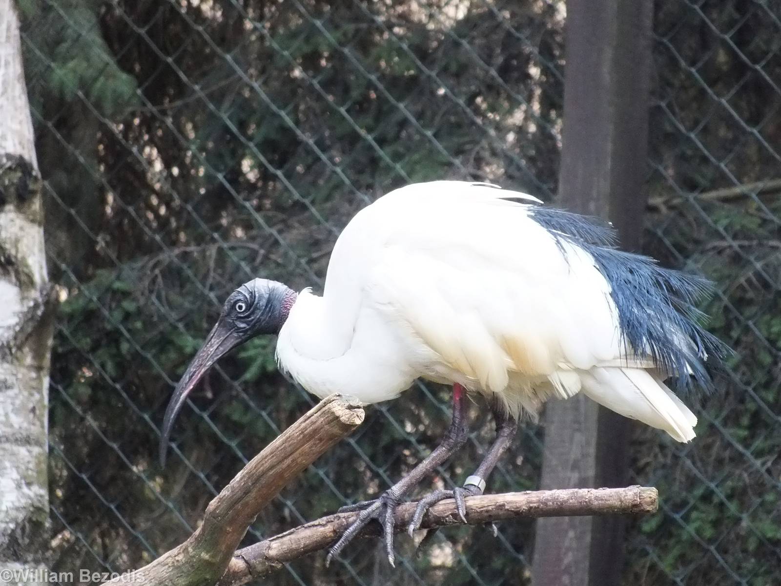 Madagascar Sacred Ibis