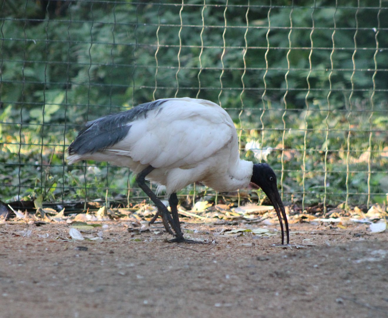 Madagascar sacred ibis