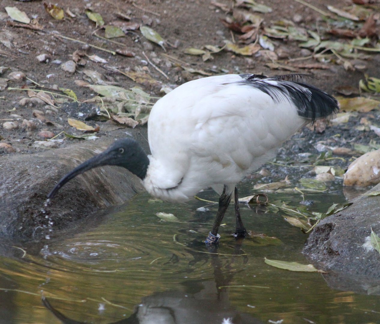 Madagascar sacred ibis