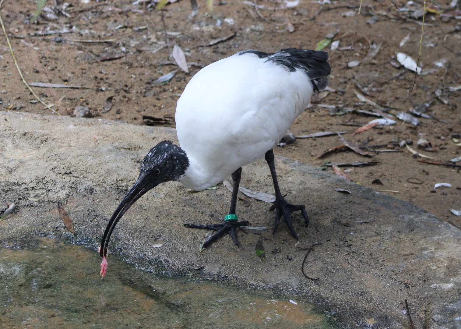 Madagascar sacred ibis