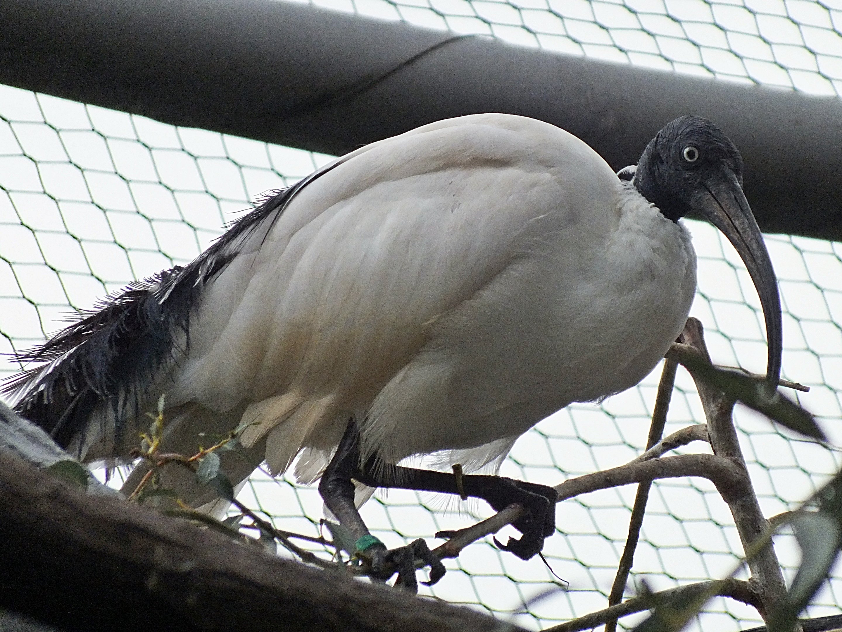 Madagascar sacred ibis