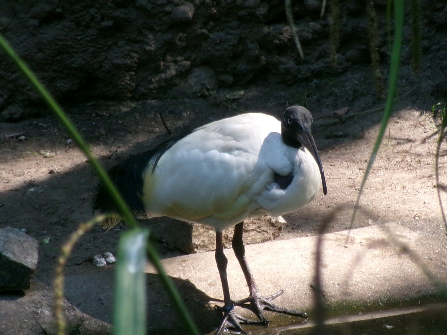 Madagascar sacred ibis