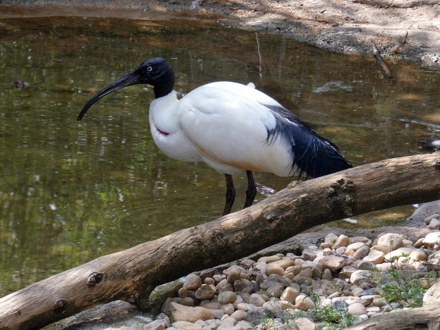 Madagascar sacred ibis