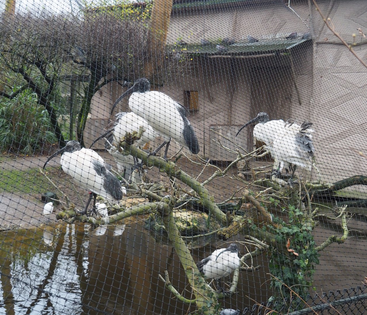 Madagascar sacred Ibises (Threskiornis bernieri), 2024-01-01