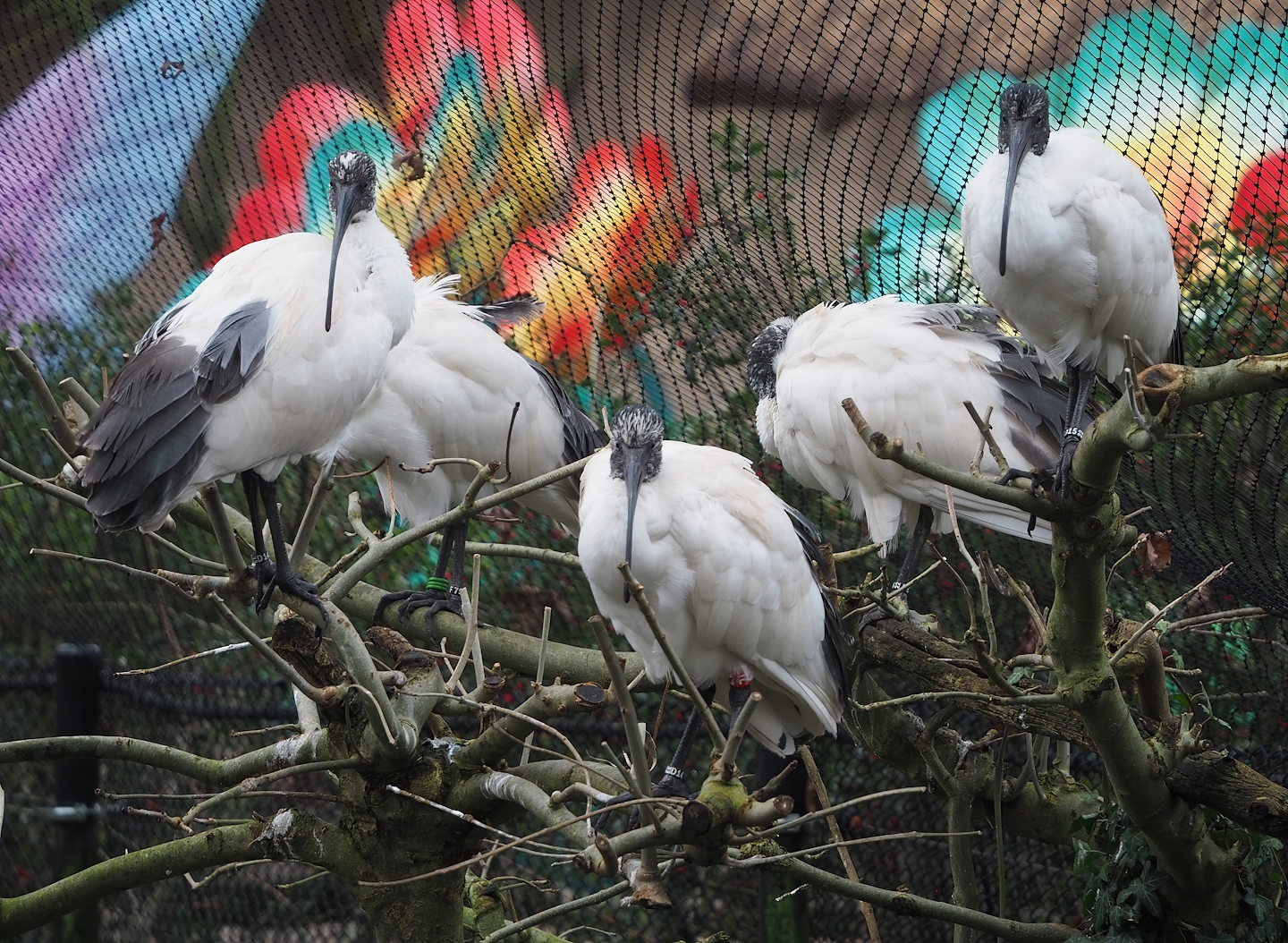 Madagascar sacred Ibises (Threskiornis bernieri), 2024-01-01