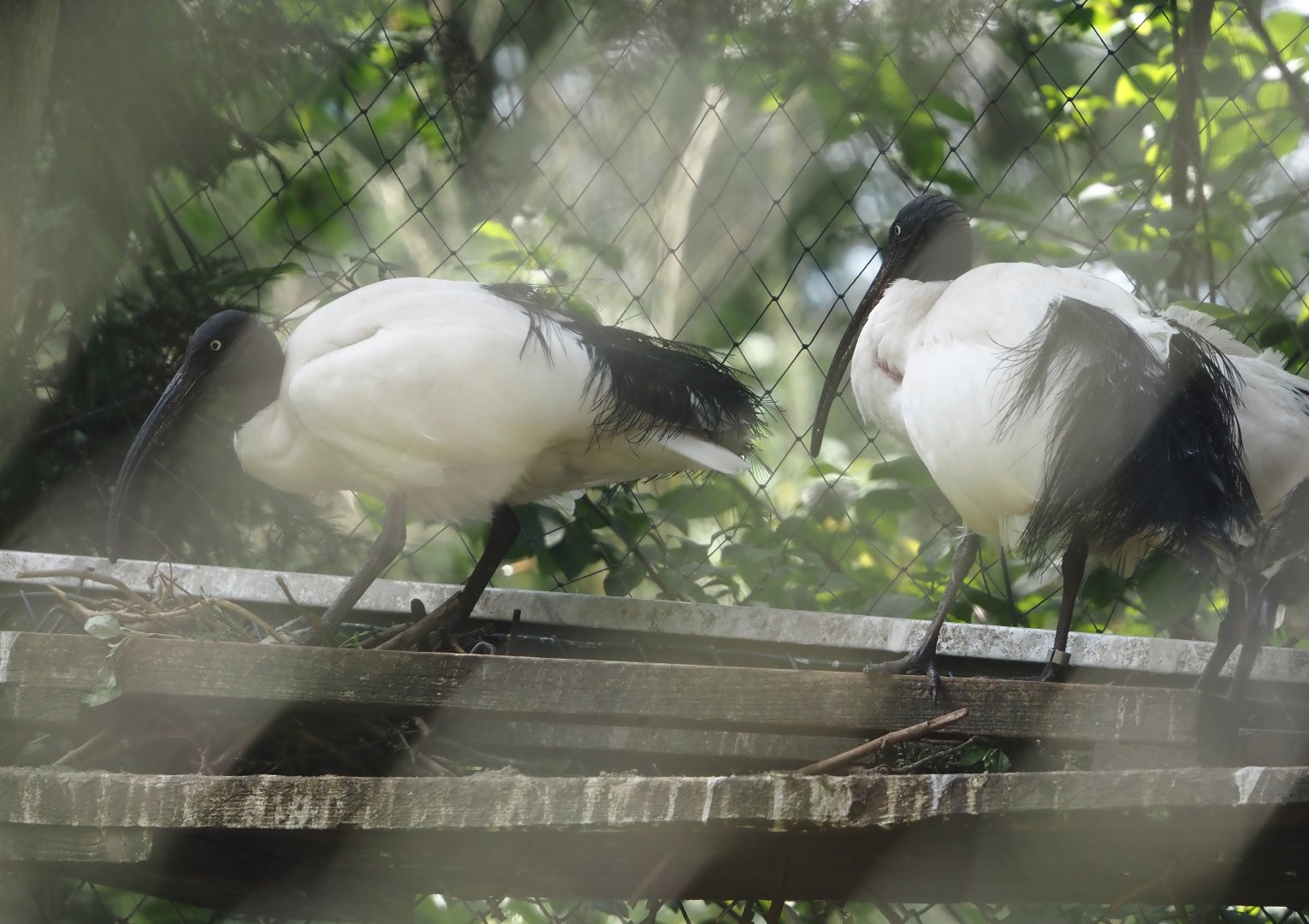 Madagascar sacred Ibises (Threskiornis bernieri), 2024-05-23