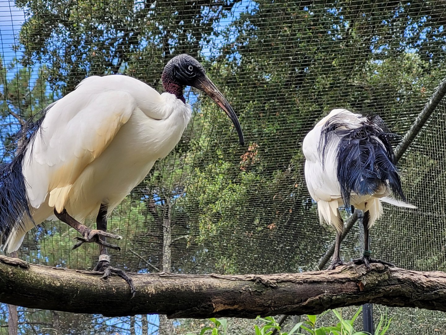 Madagascar sacred ibises -Zoo de Labenne (2024)