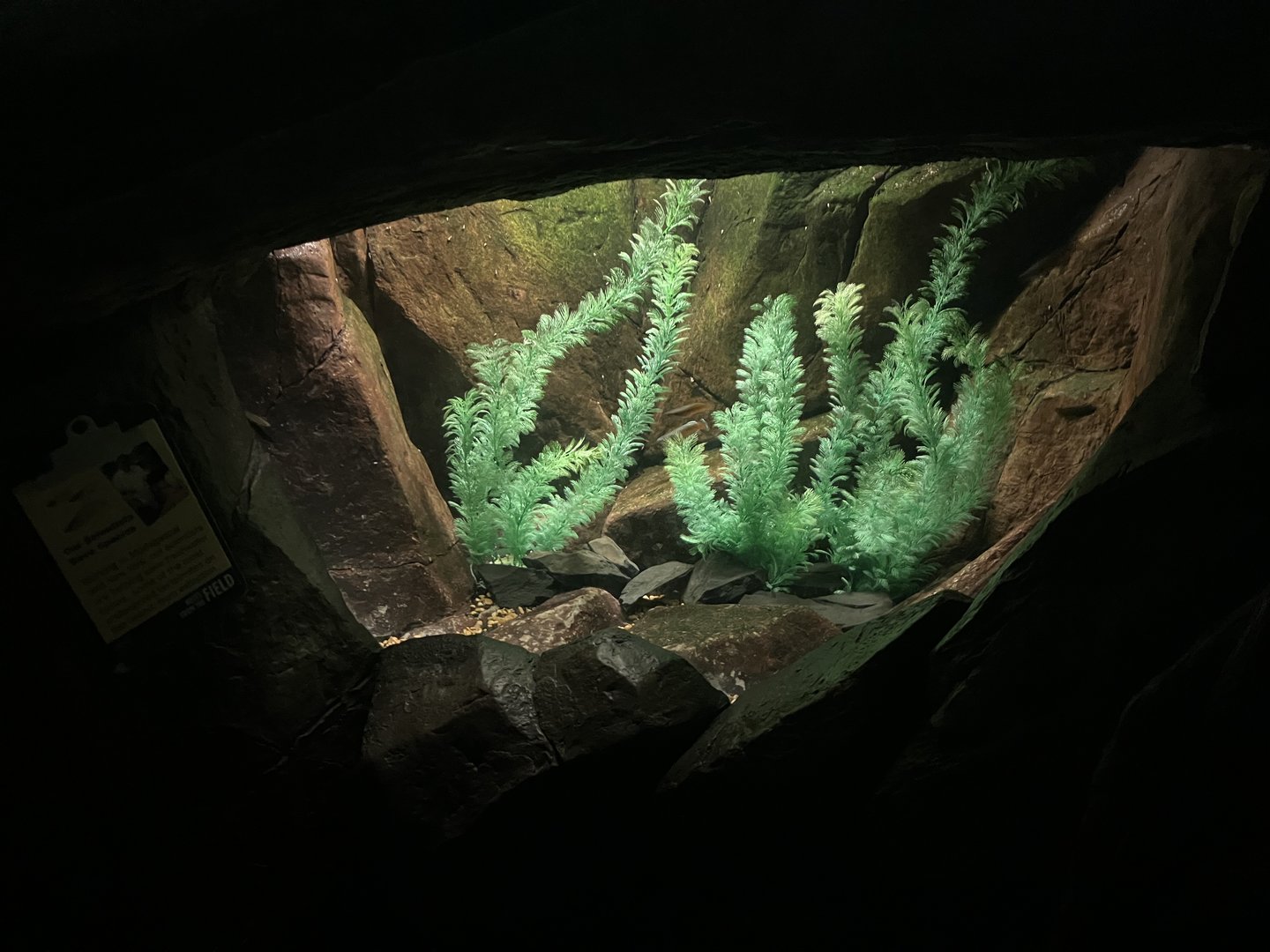 Madagascar - Sakaramy Killifish Tank