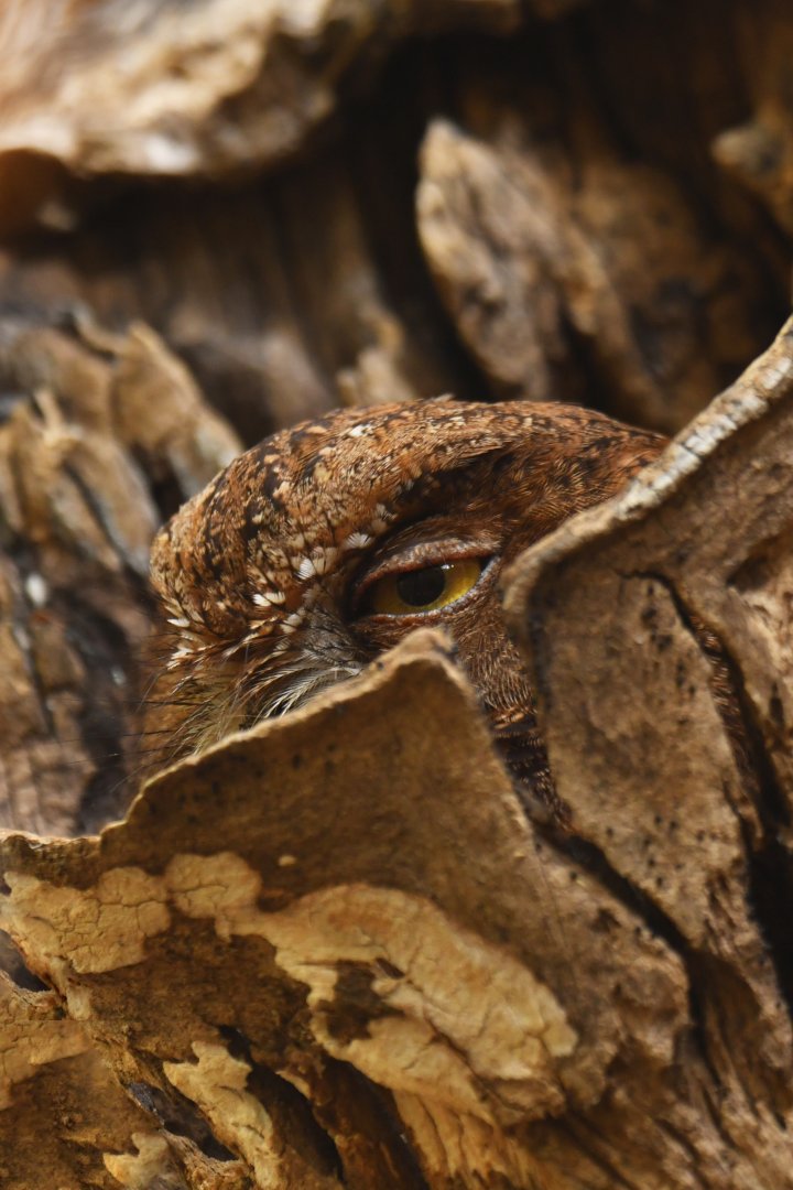 Madagascar Scops-Owl Otus rutilus
