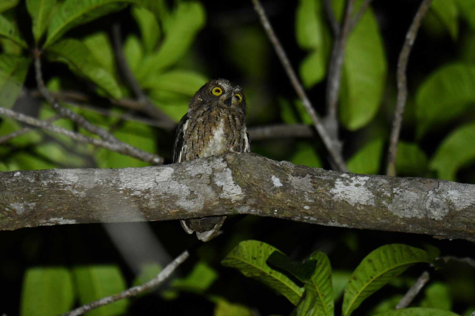 Madagascar Scops-Owl Otus rutilus