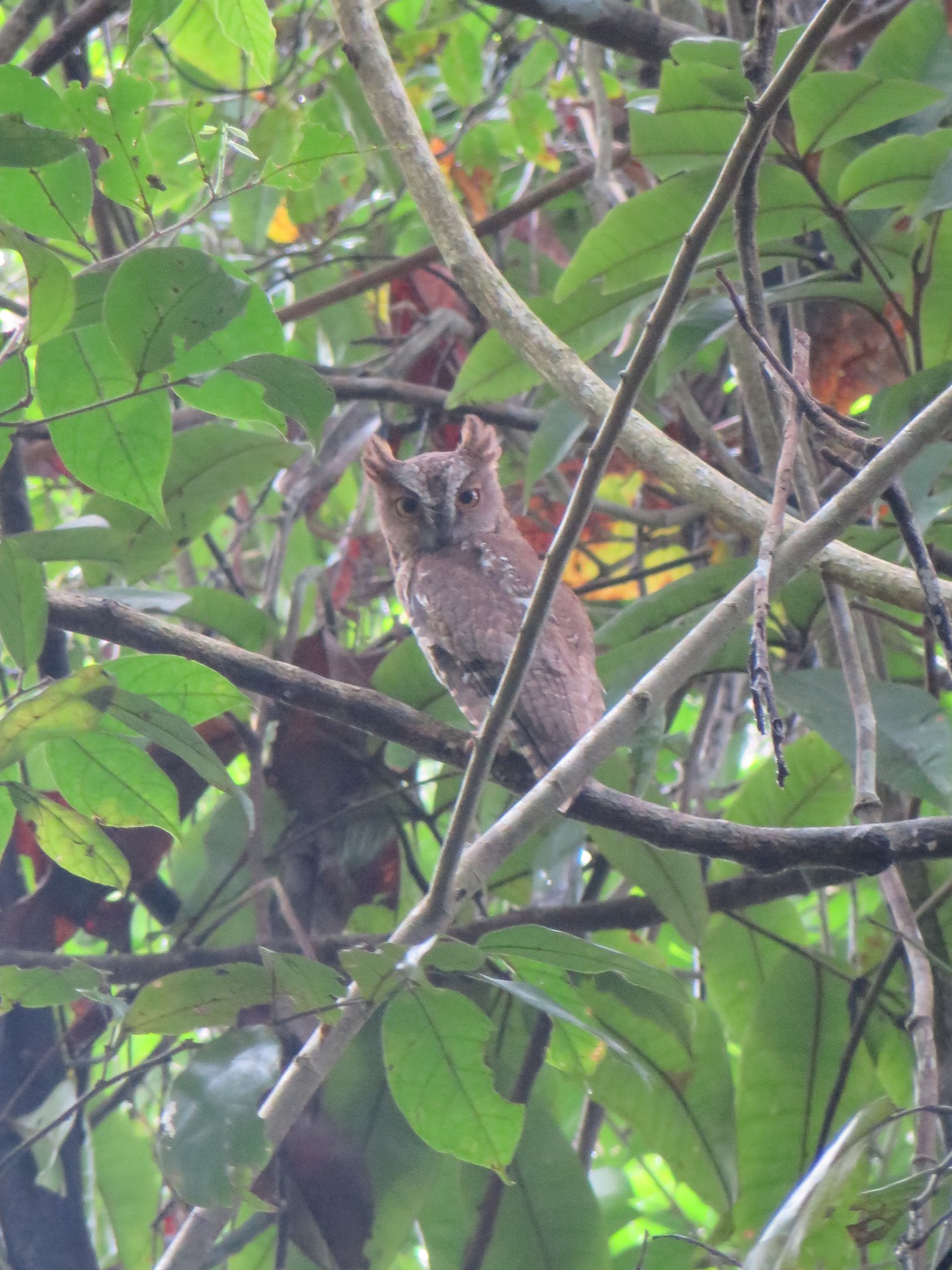 Madagascar scops owl