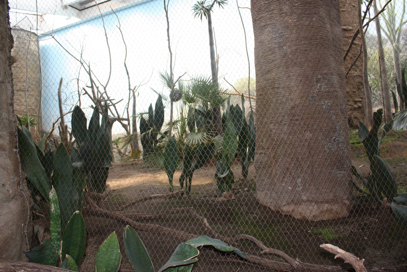Madagascar!- Scrub Forest Exhibit