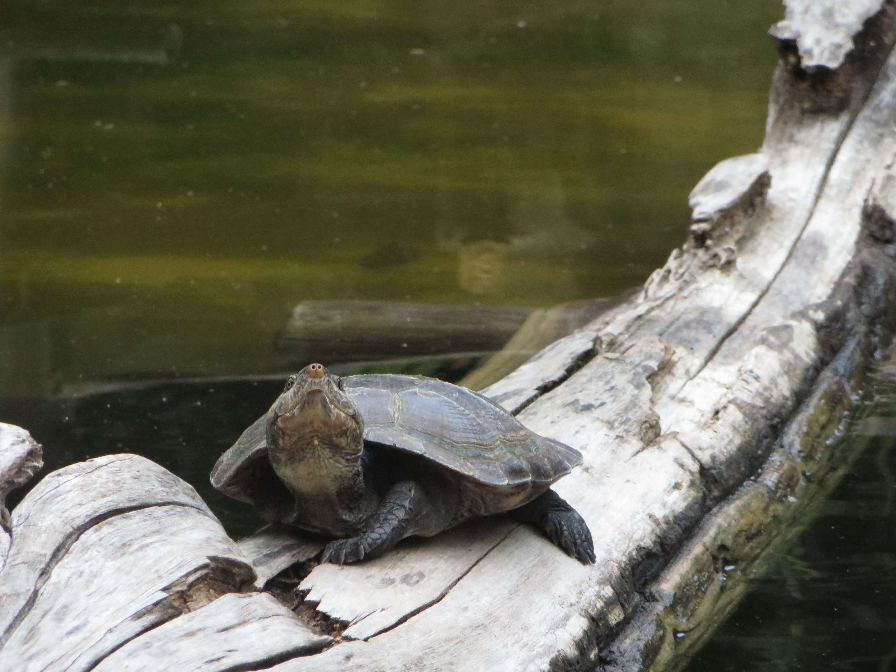 Madagascar side-necked turtle at Durrell's Ampijoroa breeding facility