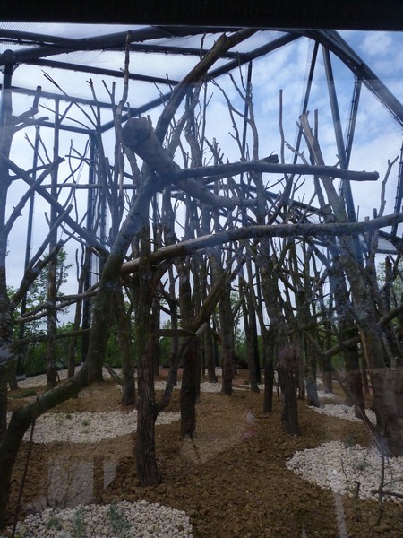 Madagascar; Sifaka enclosure