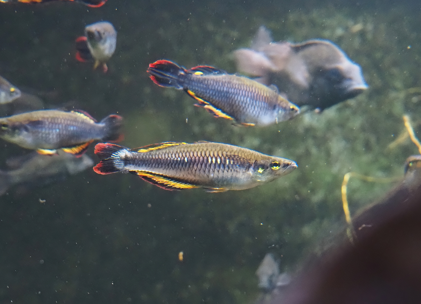 Madagascar silverside (Bedotia madagascariensis), 2024-06-08