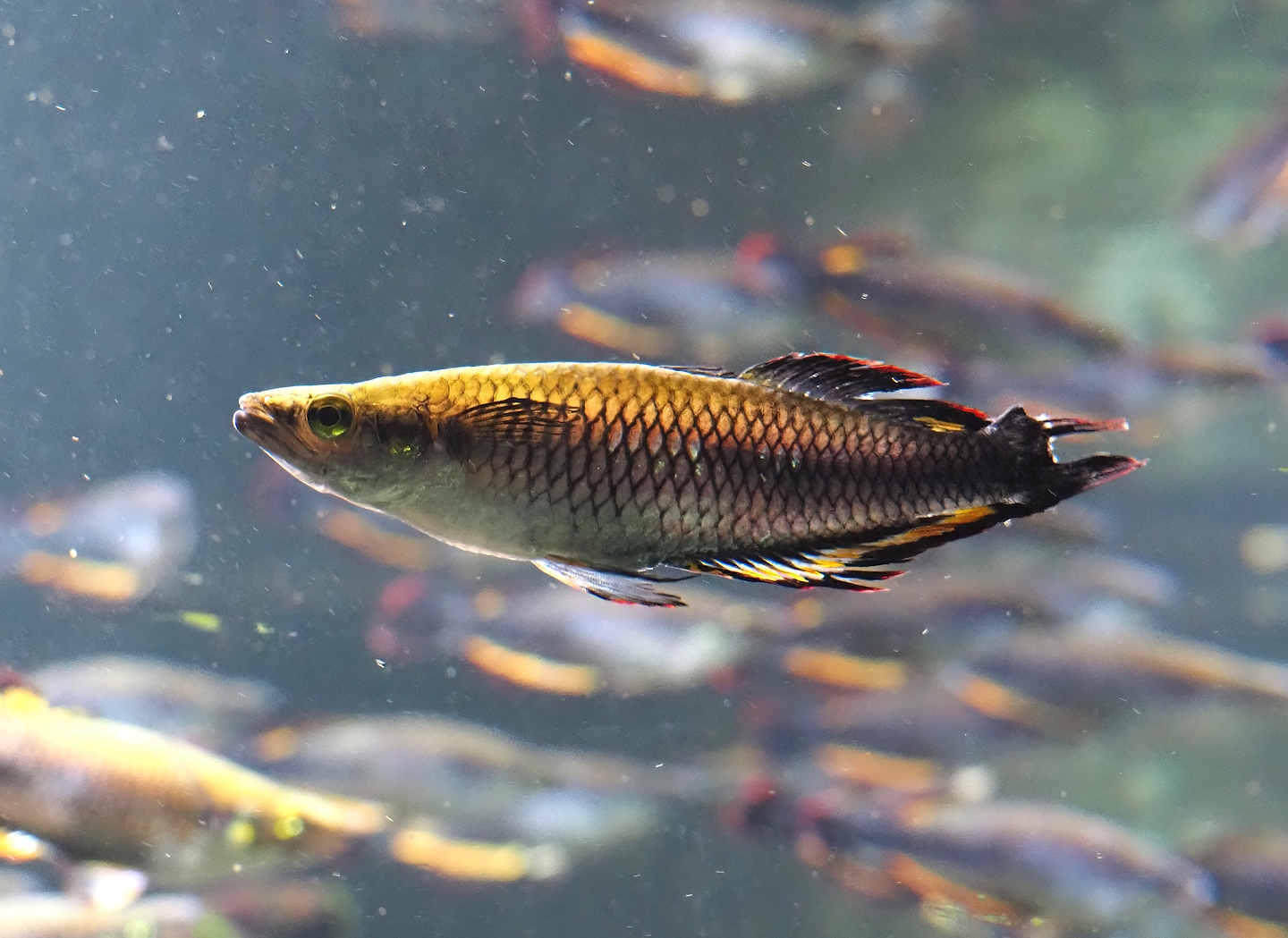 Madagascar silverside (Bedotia madagascariensis), 2024-06-08