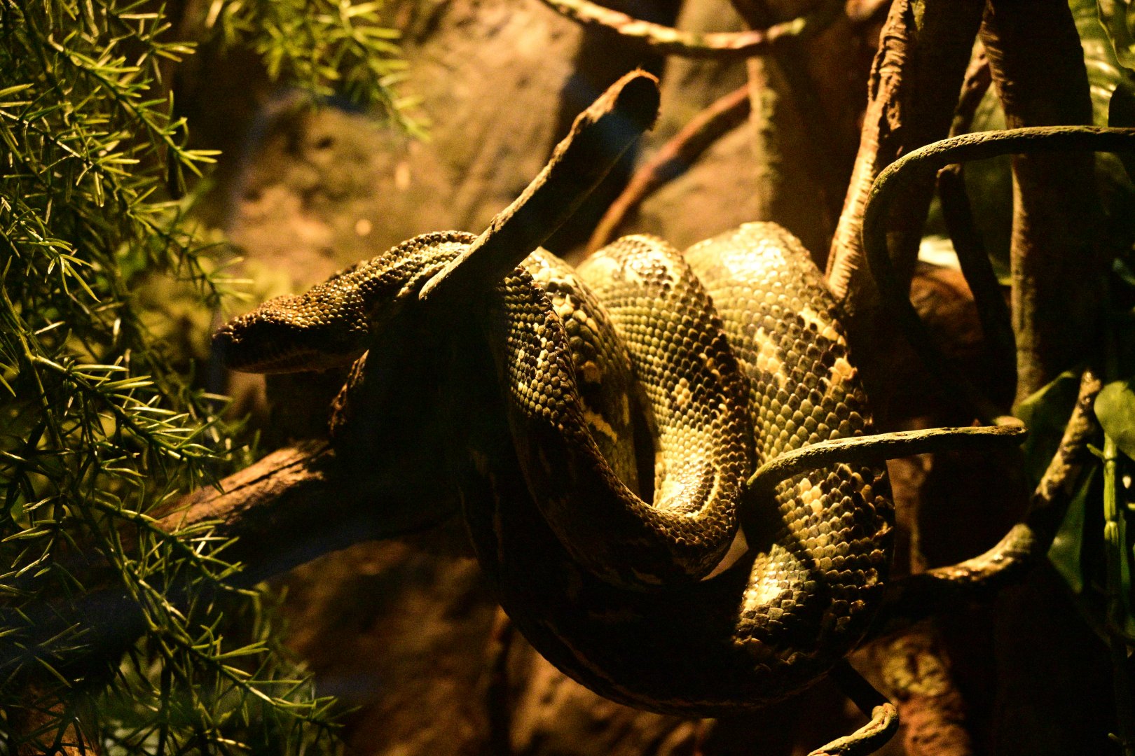 Madagascar! - Small Wonders, Big Threads - Madagascar Tree Boa (Sanzinia madagascariensis)