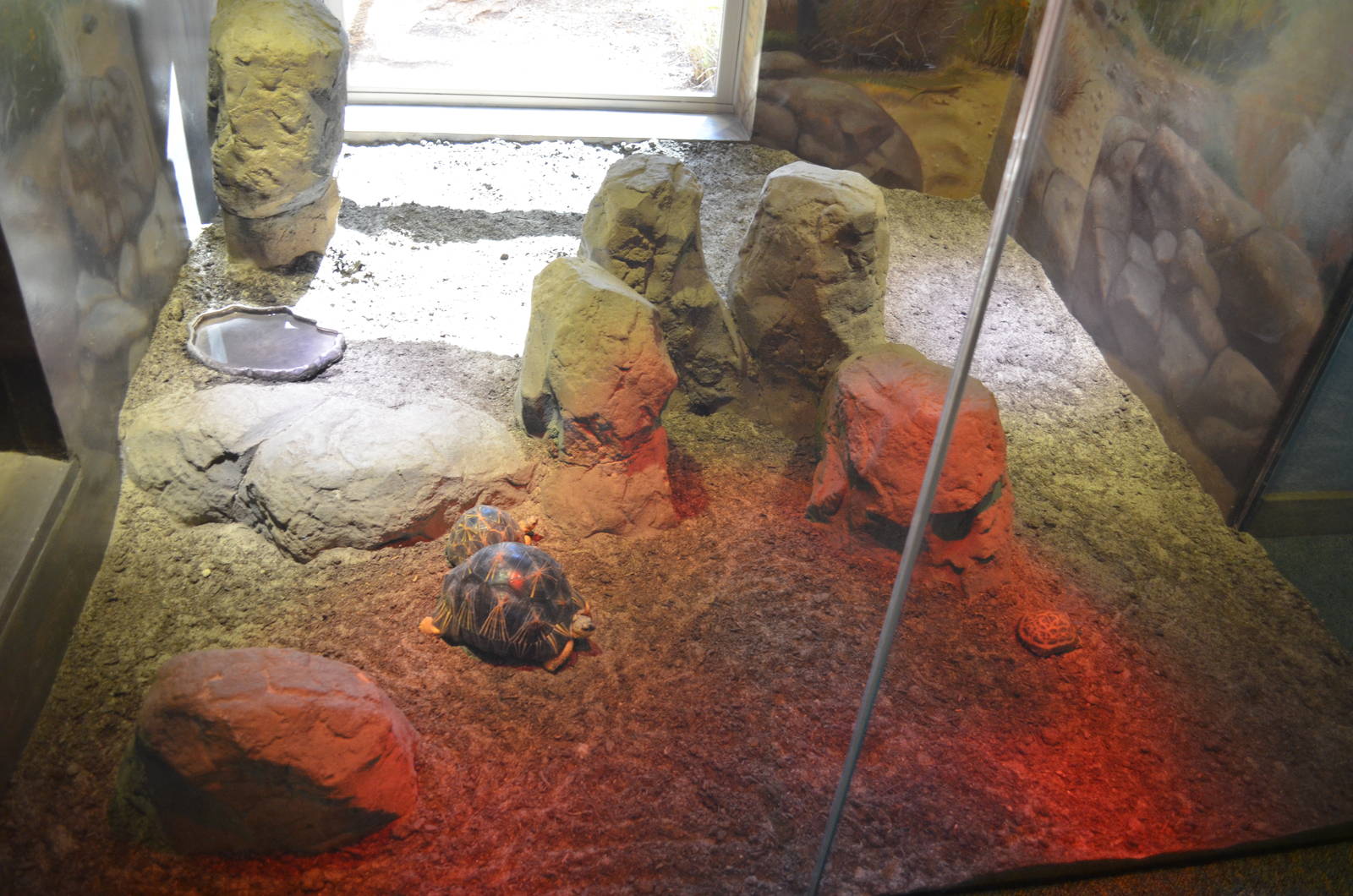 MADAGASCAR SPIDER/RADIATED TORTOISE EXHIBIT