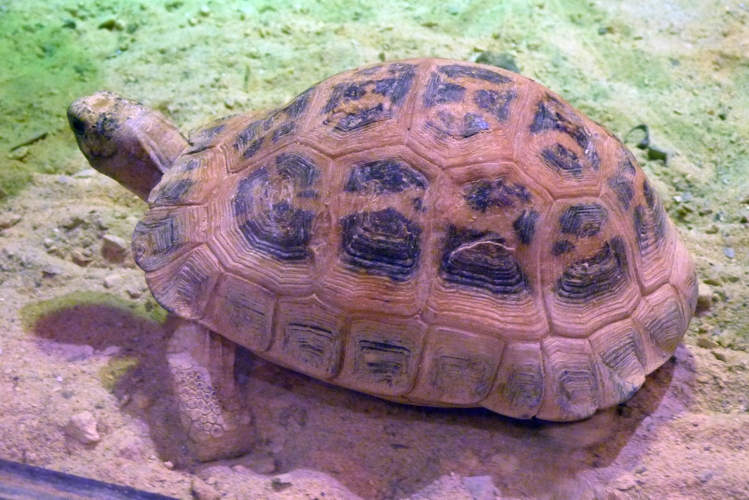 Madagascar spider tortoise (Pyxis arachnoides)