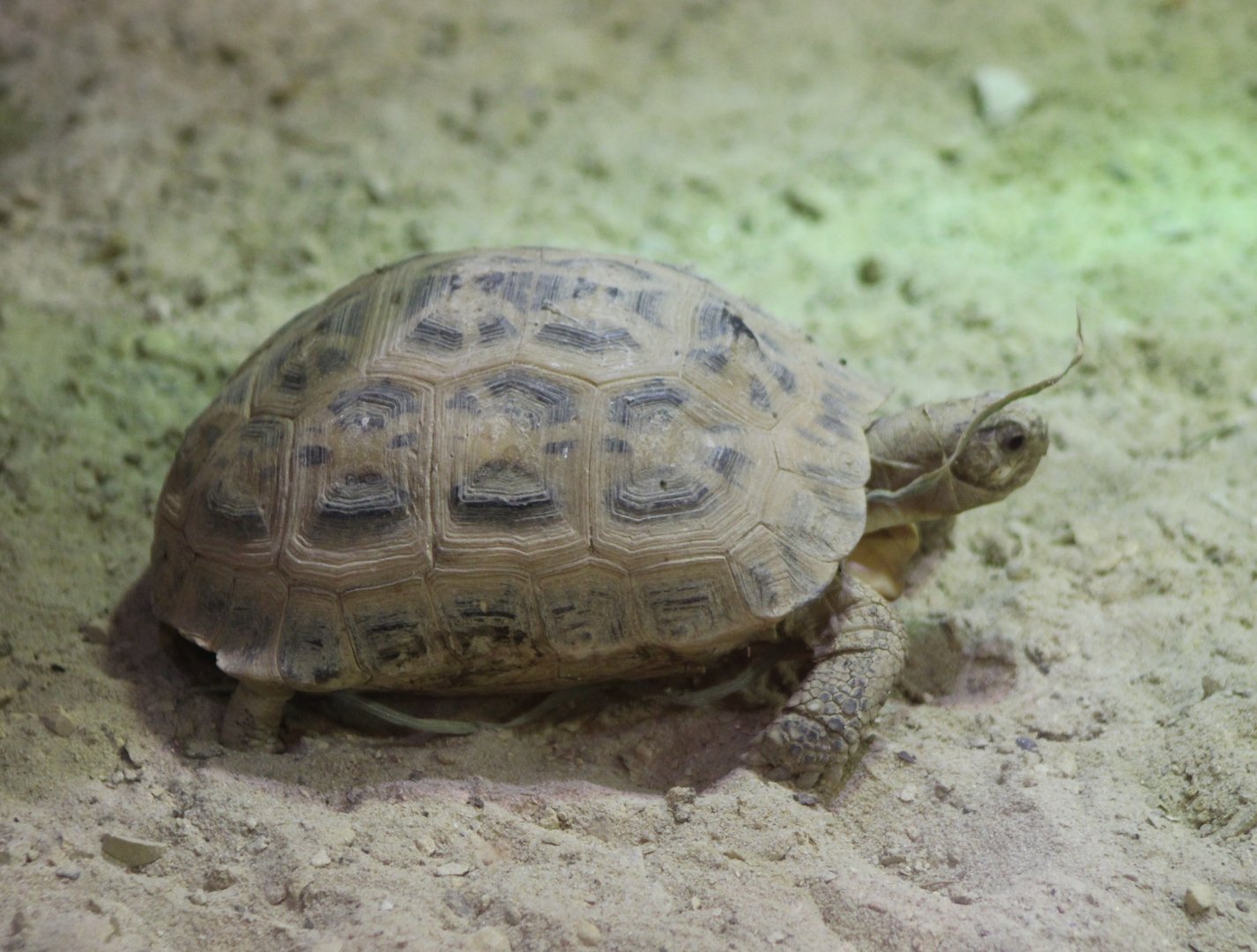Madagascar spider tortoise - Pyxis arachnoides