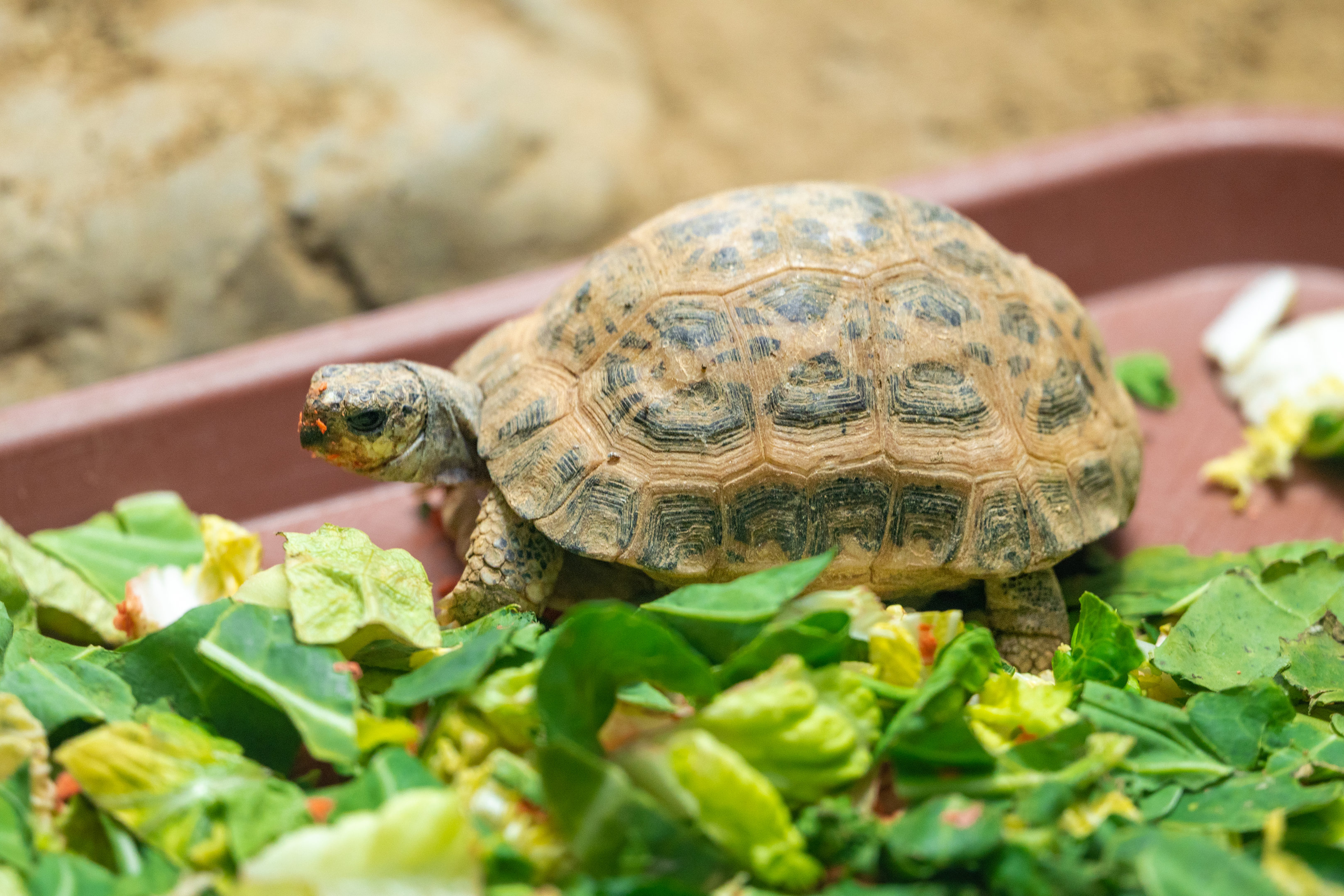 Madagascar Spider Tortoise
